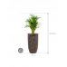 Растение в кашпо Dypsis (Areca) lutescens in Baq Luxe Lite Universe Layer