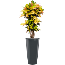 Croton (Codiaeum) variegatum 'Mrs. Iceton' in Runner