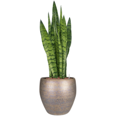 Sansevieria zeylanica in Amora