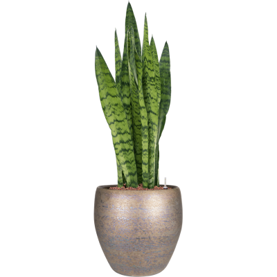 Растение в кашпо Sansevieria zeylanica in Amora