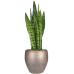 Растение в кашпо Sansevieria zeylanica in Amora