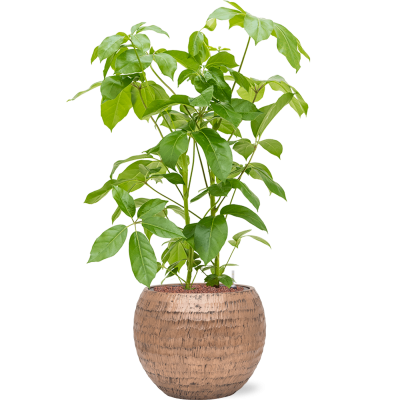 Растение в кашпо Schefflera actinophylla 'Amate' in Baq Opus Hammered