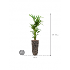 Kentia (Howea) forsteriana in Baq Luxe Lite Universe Moon