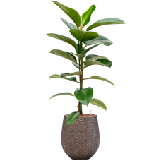 Ficus elastica 'Robusta' in Baq Opus Hit