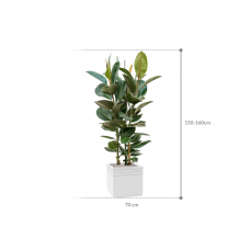 Ficus elastica 'Robusta' in Baq Line-Up