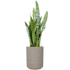 Sansevieria zeylanica in Rough