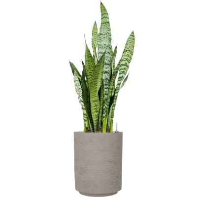 Растение в кашпо Sansevieria zeylanica in Rough