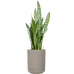 Растение в кашпо Sansevieria zeylanica in Rough