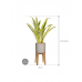 Растение в кашпо Sansevieria trifasciata 'Lauren' in Rough With Feet High