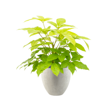 Schefflera actinophylla 'Golden Amate' in Grigio