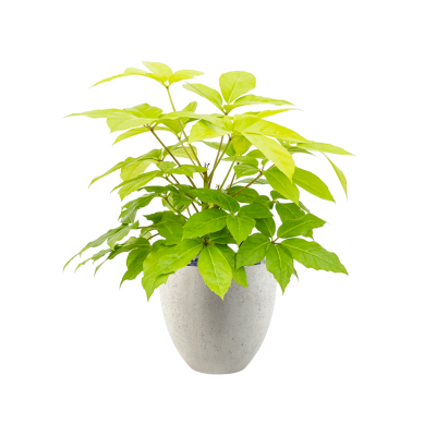 Растение в кашпо Schefflera actinophylla 'Golden Amate' in Grigio