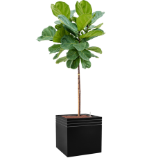 Ficus lyrata in Baq Line-Up