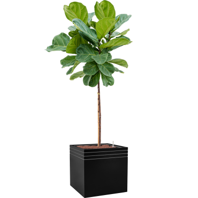 Растение в кашпо Ficus lyrata in Baq Line-Up