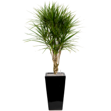 Dracaena marginata in Plain