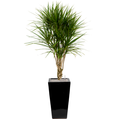 Растение в кашпо Dracaena marginata in Plain