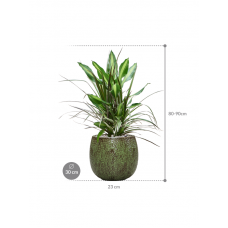 Dracaena combo in Marly