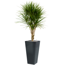 Dracaena marginata in Runner