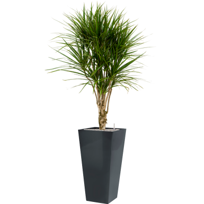 Растение в кашпо Dracaena marginata in Runner