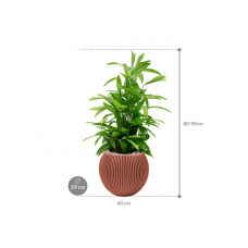 Dracaena surculosa in Capi Nature Groove Special