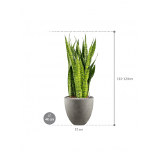 Sansevieria zeylanica in Grigio