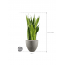 Растение в кашпо Sansevieria zeylanica in Grigio