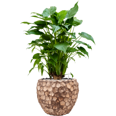 Растение в кашпо Alocasia cucullata in Baq Facets Into Coco