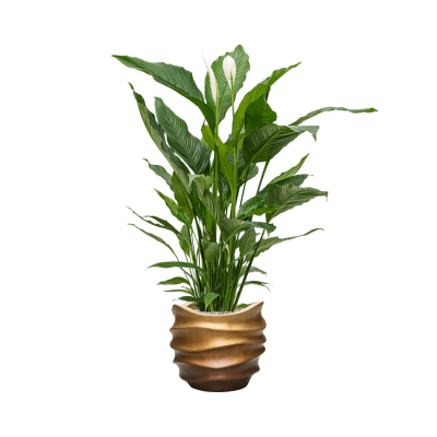 Растение в кашпо Spathiphyllum 'Sweet Sebastiano' in Baq Gradient Lee