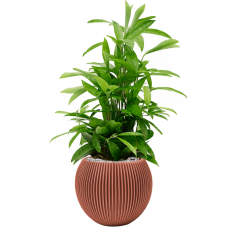 Dracaena surculosa in Capi Nature Groove Special