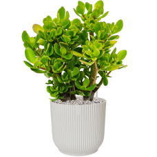 Crassula ovata in Vibes Fold