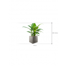 Spathiphyllum 'Sensation' in Grigio