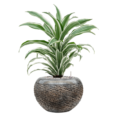 Растение в кашпо Dracaena fragrans 'White Jewel' in Baq Luxe Lite Layer