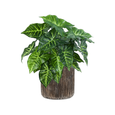 Philodendron in Baq Luxe Lite Universe Waterfall