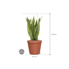 Sansevieria trifasciata 'Laurentii' in Feliz