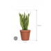 Растение в кашпо Sansevieria trifasciata 'Laurentii' in Feliz