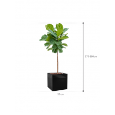 Ficus lyrata in Baq Line-Up