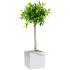 Ficus microcarpa u2018Nitidau2019 in Baq Line-Up