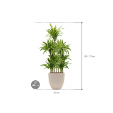 Dracaena fragrans 'Lemon Lime' in Baq Raindrop