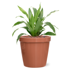 Dracaena fragrans 'Arturo' in Feliz