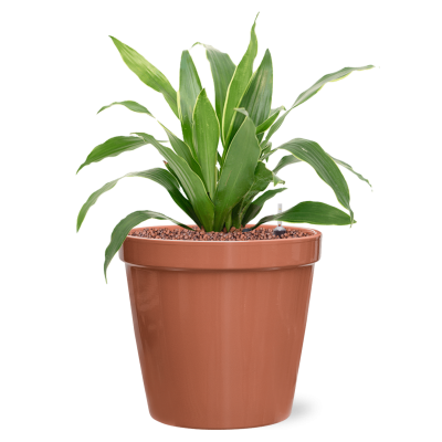 Растение в кашпо Dracaena fragrans 'Arturo' in Feliz