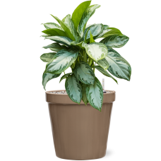 Aglaonema 'Silver Bay' in Feliz