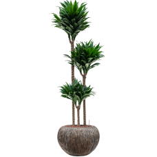 Dracaena fragrans 'Compacta' in Baq Luxe Lite Universe