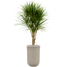 Dracaena marginata in Baq Vertical Rib