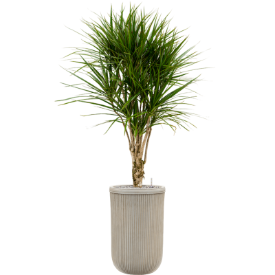 Растение в кашпо Dracaena marginata in Baq Vertical Rib