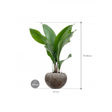 Aspidistra elatior in Baq Luxe Lite Universe Waterfall