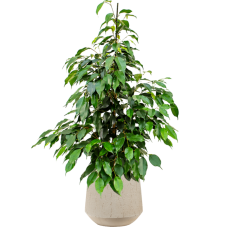 Ficus benjamina 'Danielle' in Baq Raindrop