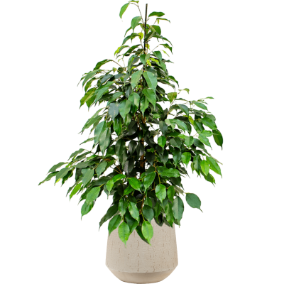 Растение в кашпо Ficus benjamina 'Danielle' in Baq Raindrop