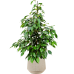 Растение в кашпо Ficus benjamina 'Danielle' in Baq Raindrop