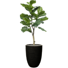 Ficus lyrata in Capi Nature Rib NL