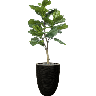 Растение в кашпо Ficus lyrata in Capi Nature Rib NL