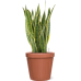 Растение в кашпо Sansevieria trifasciata 'Laurentii' in Feliz